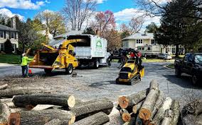 Best Hazardous Tree Removal  in Carol Stream, IL