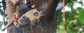 Best Lawn Pest Prevention  in Carol Stream, IL