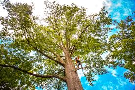 Best Lawn Grading and Leveling  in Carol Stream, IL
