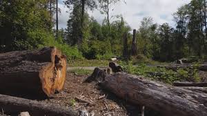 Best Tree Health Inspection  in Carol Stream, IL