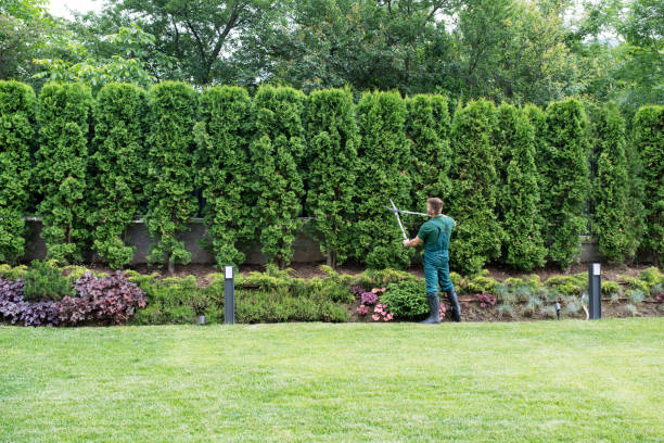 Best Tree Preservation Services  in Carol Stream, IL