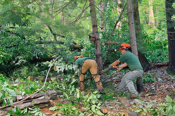 How Our Tree Care Process Works  in  Carol Stream, IL