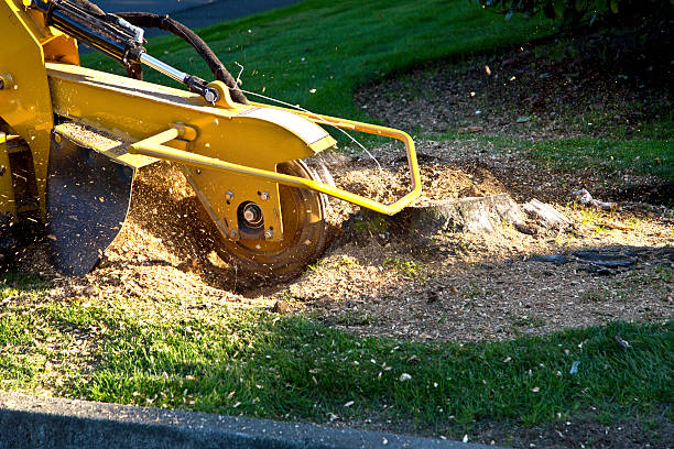 Best Soil Testing and Treatment  in Carol Stream, IL