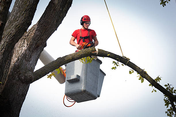 Best Tree Cabling and Bracing  in Carol Stream, IL